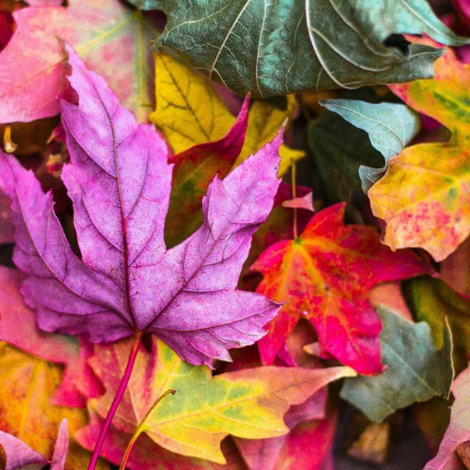 LAST CALL FOR FALL SUBSCRIPTION BOXES