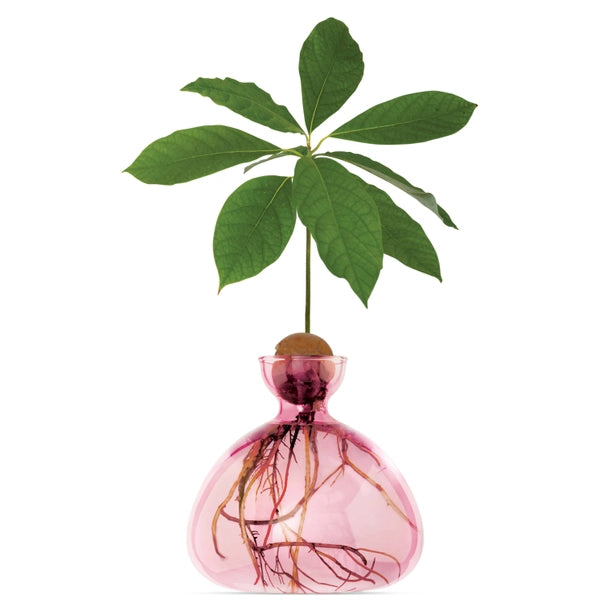 AVOCADO VASE | ROSE PINK