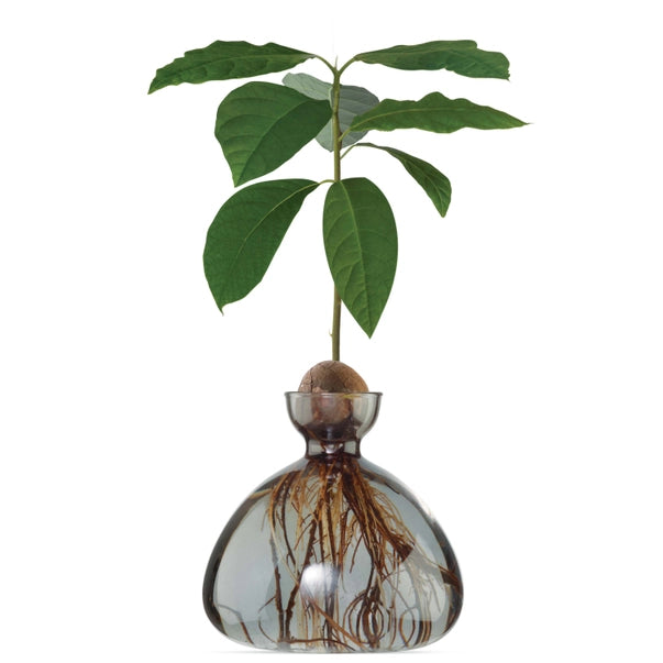 AVOCADO VASE | SMOKE GREY