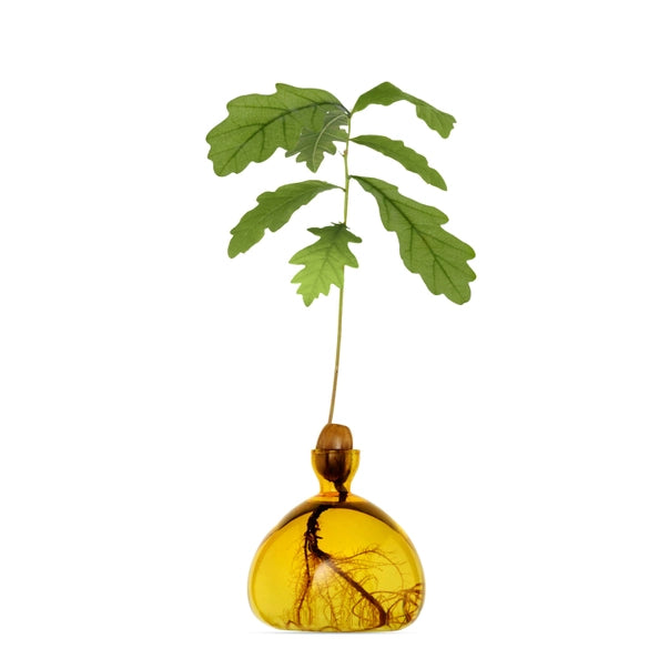 ACORN VASE | MELLOW YELLOW-Home-ILEX STUDIOS-Coriander