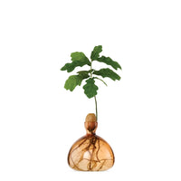 ACORN VASE | SWEET APRICOT-Home-ILEX STUDIOS-Coriander