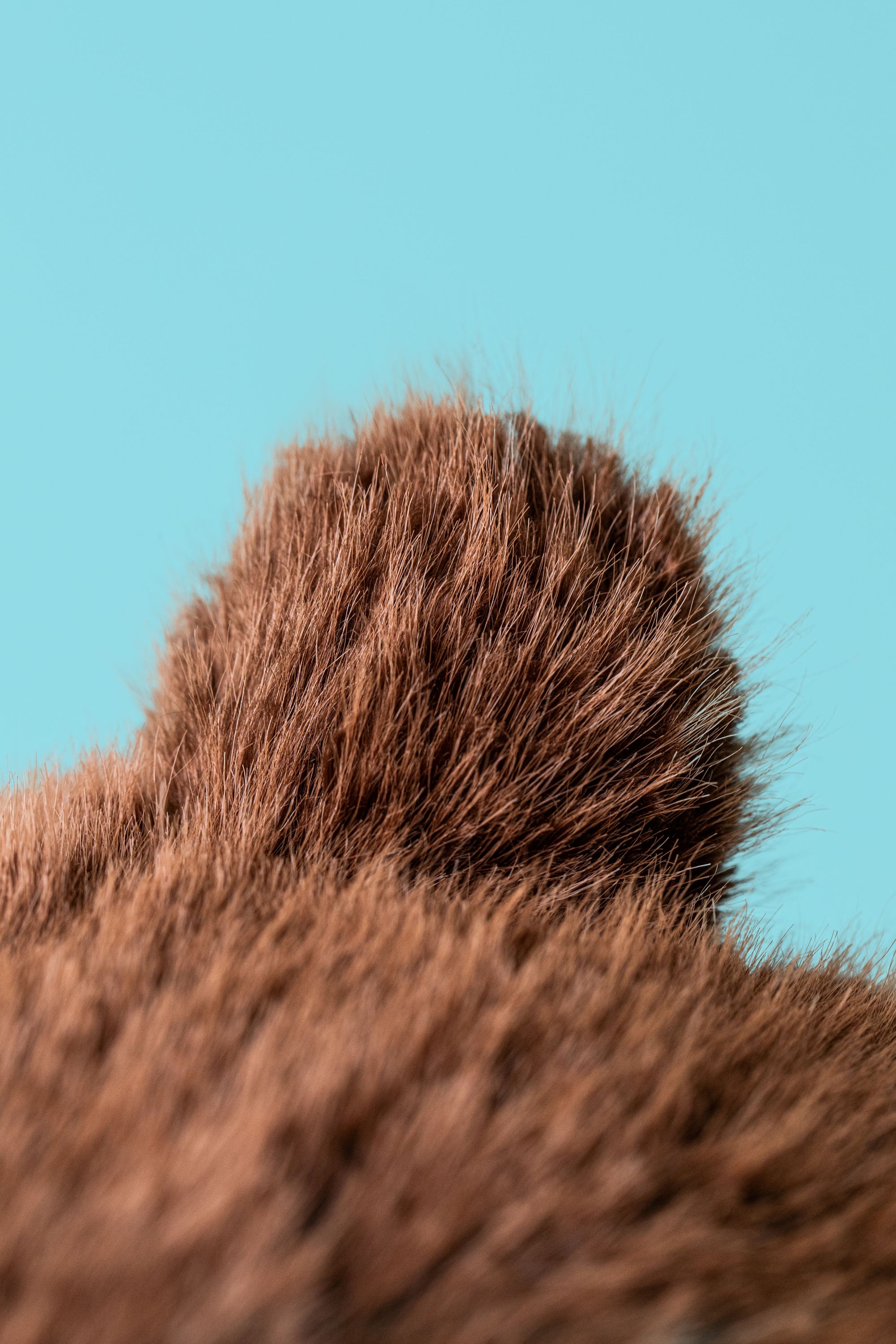 JELLYCAT | BIZZLESTOMP BEAR-Uncategorised-JELLYCAT-Coriander