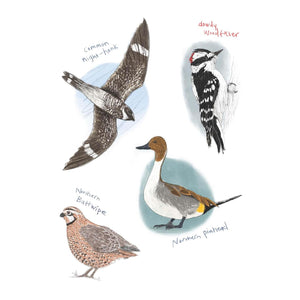BOOK | FIELD GUIDE TO DUMB BIRDS STICKER-Books & Stationery-RAINCOAST-Coriander