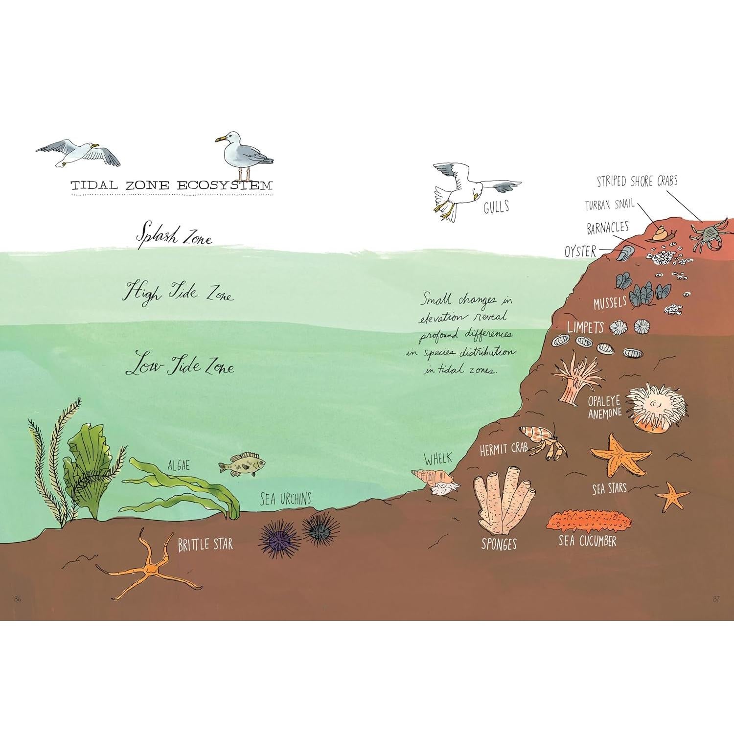 BOOK | OCEAN ANATOMY: CURIOUS PARTS AND PIECES OF THE OCEAN-Books & Stationery-HACHETTE BOOK GROUP-Coriander