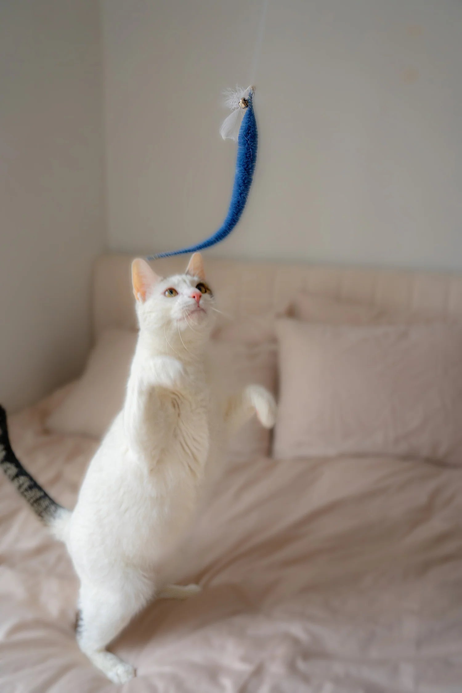 CAT TOY | KITTY TEASER WAND-Fun and Games-KIKKERLAND DESIGNS-Coriander
