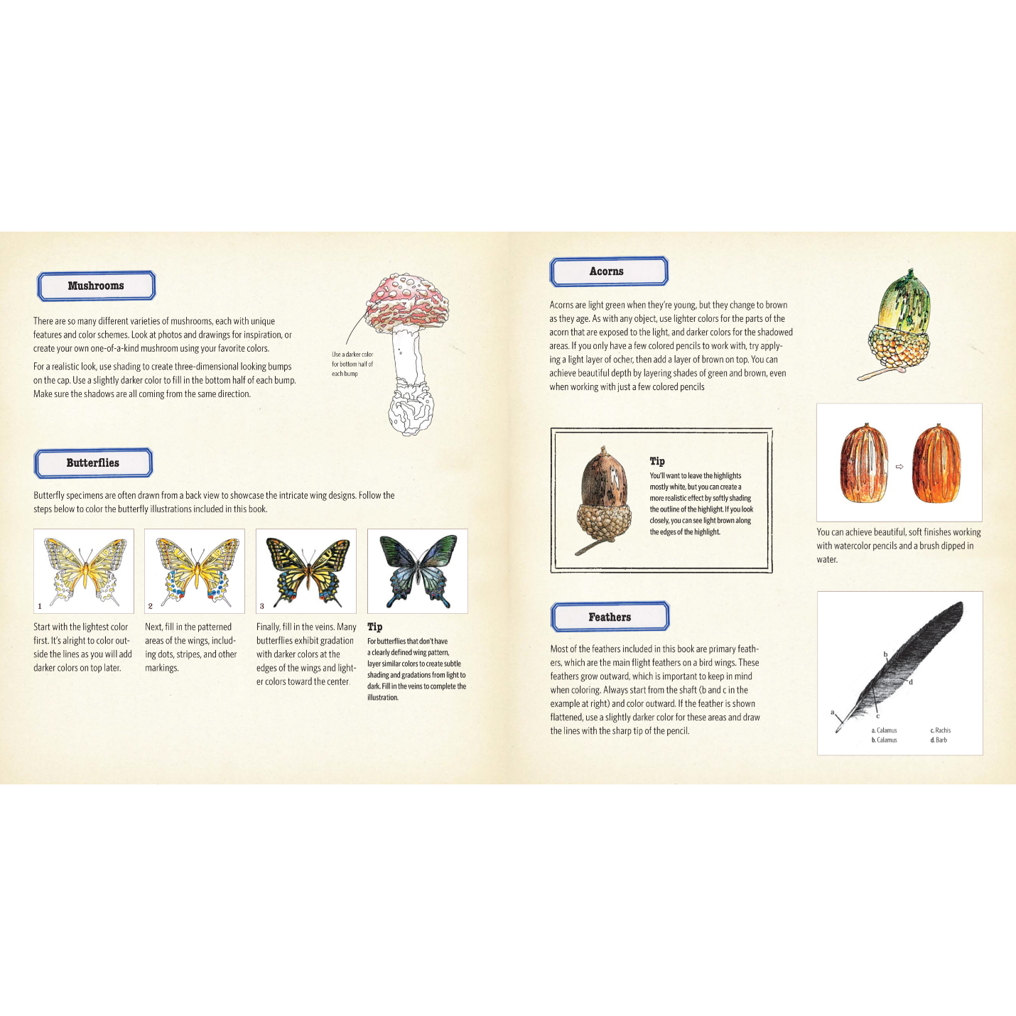 COLOURING BOOK | CURIOUS NATURE-Uncategorised-RAINCOAST-Coriander