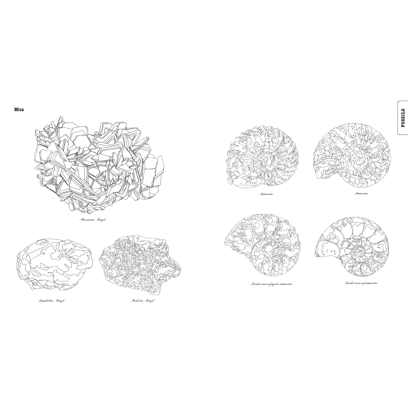 COLOURING BOOK | CURIOUS NATURE-Uncategorised-RAINCOAST-Coriander