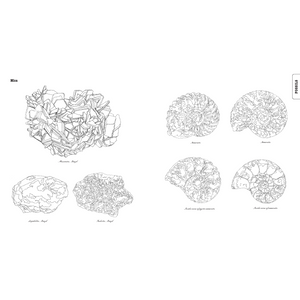 COLOURING BOOK | CURIOUS NATURE-Uncategorised-RAINCOAST-Coriander