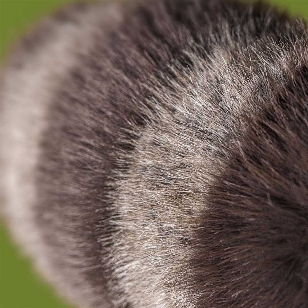 JELLYCAT | TRIXIWOO RACCOON-Stuffie-JELLYCAT-Coriander