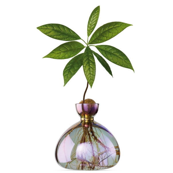 AVOCADO VASE | COSMIC VEGA