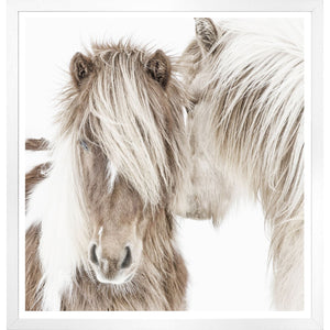 ICELANDIC PONIES-Art-CELADON-Coriander